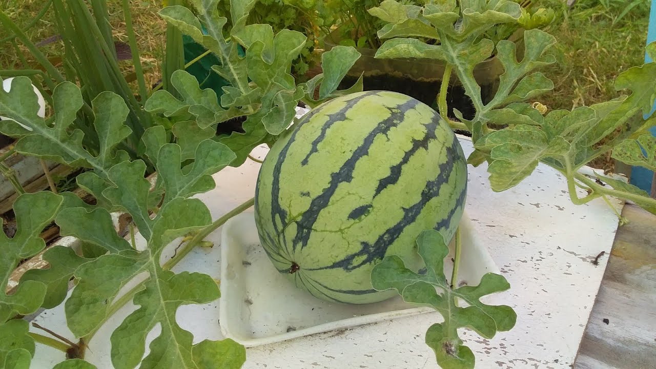 Como plantar melancia em vasos começo meio e fim