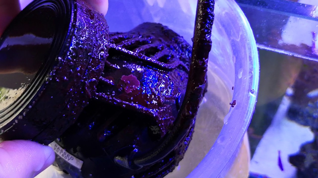 Limpiar bomba movimiento acuario marino - VINAGRE