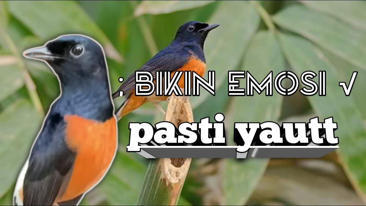 MURAI BATU GACOR terbukti 100% efektif jadikan murai batu gacor
