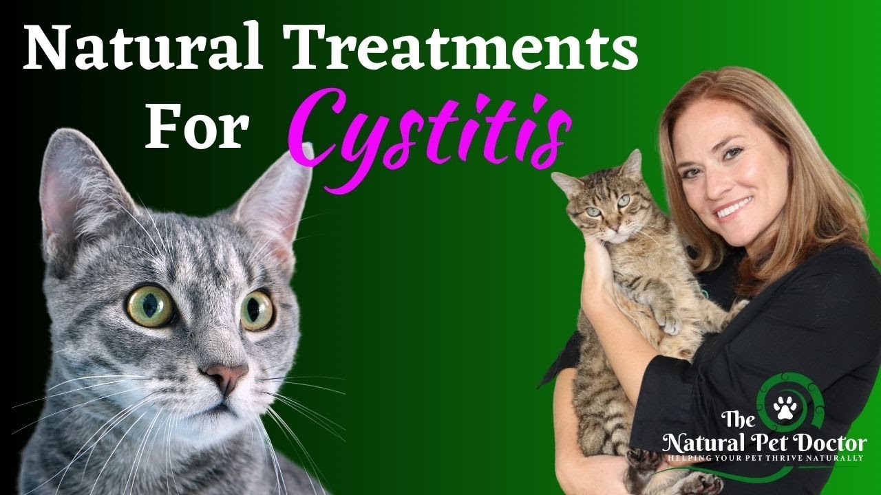 Home Remedies for Cat UTI | Cat Bladder Infections