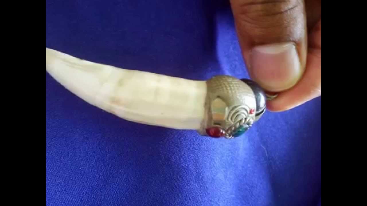 crocodile teeth