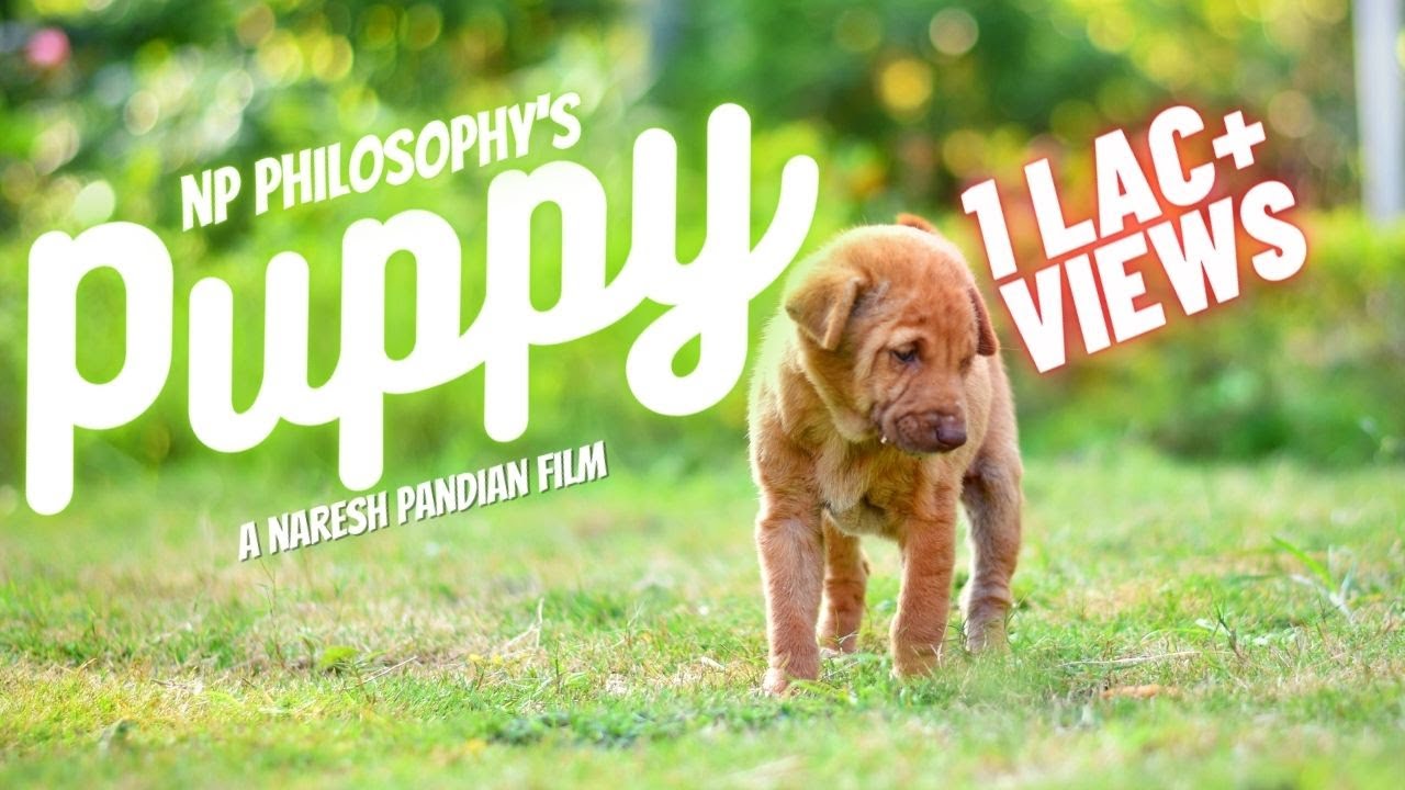 PUPPY - Silent Short Film | 4K | 2019 | NP Philosophy