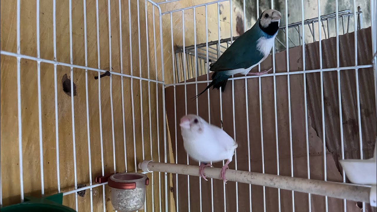De volta ao criatório – muitas novidades!