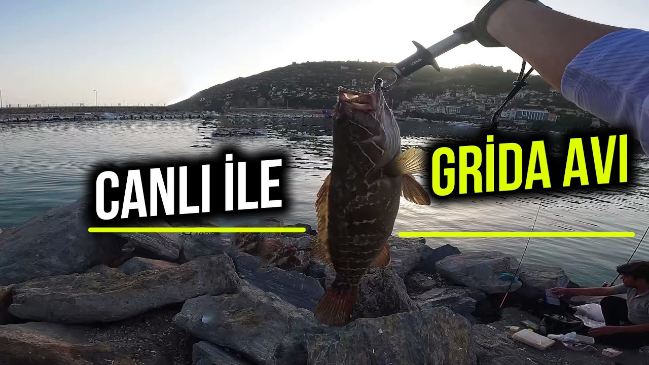 Canlı ile Grida Avı - Alanya İskele | VARSA ALIRIZ!!