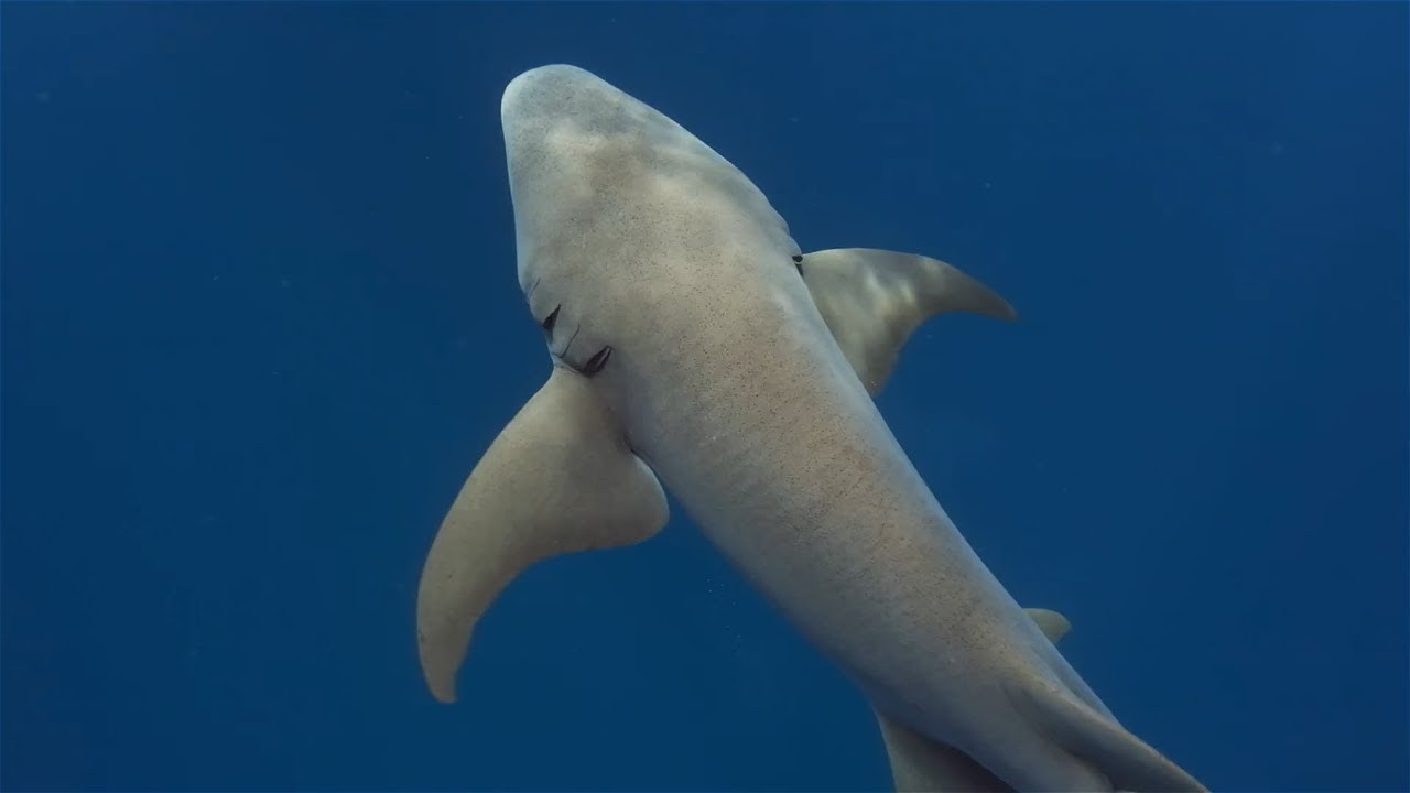 The Gentle Giants of the Ocean: 5 Fun Facts About Nurse Sharks