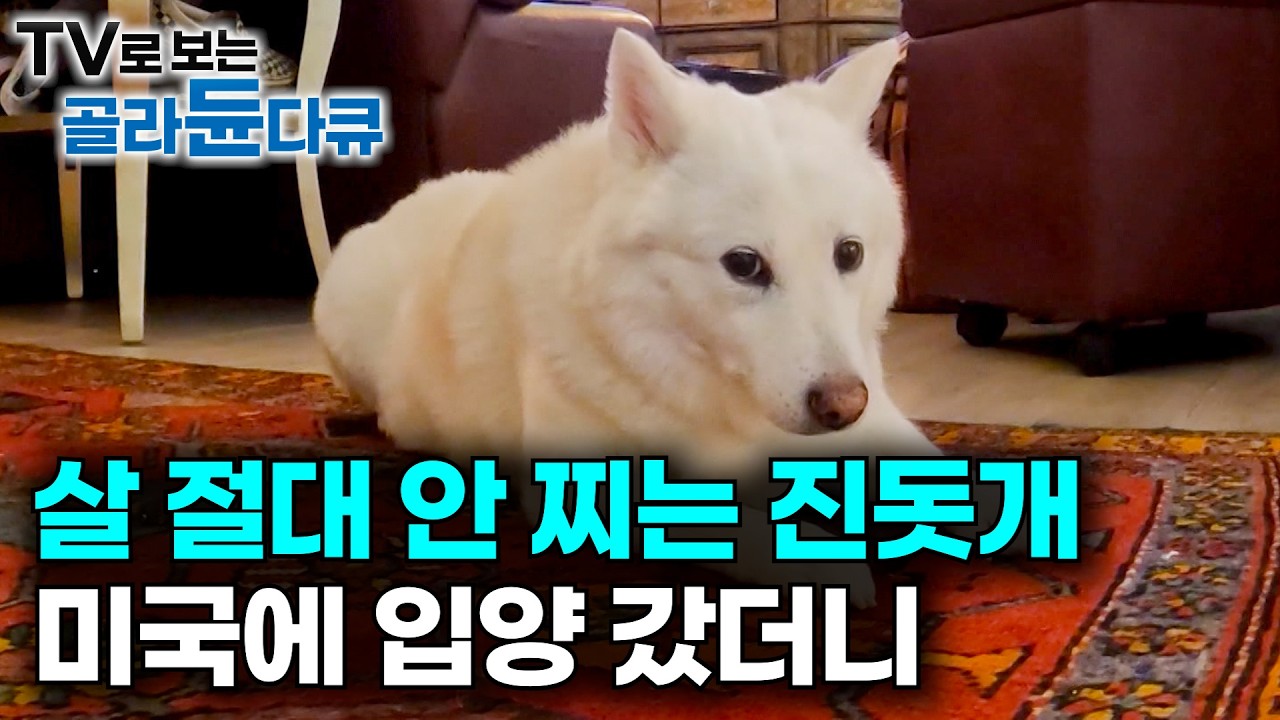 한국인들도 진도 살찐 거 처음 본다. 미국 가서 토실토실해진 진돗개｜가장 바르게 행동하는 강아지 1위｜이 개에겐 초능력이 있다. 전 세계를 홀린 한국 토종견｜다큐프라임｜#골라듄다큐