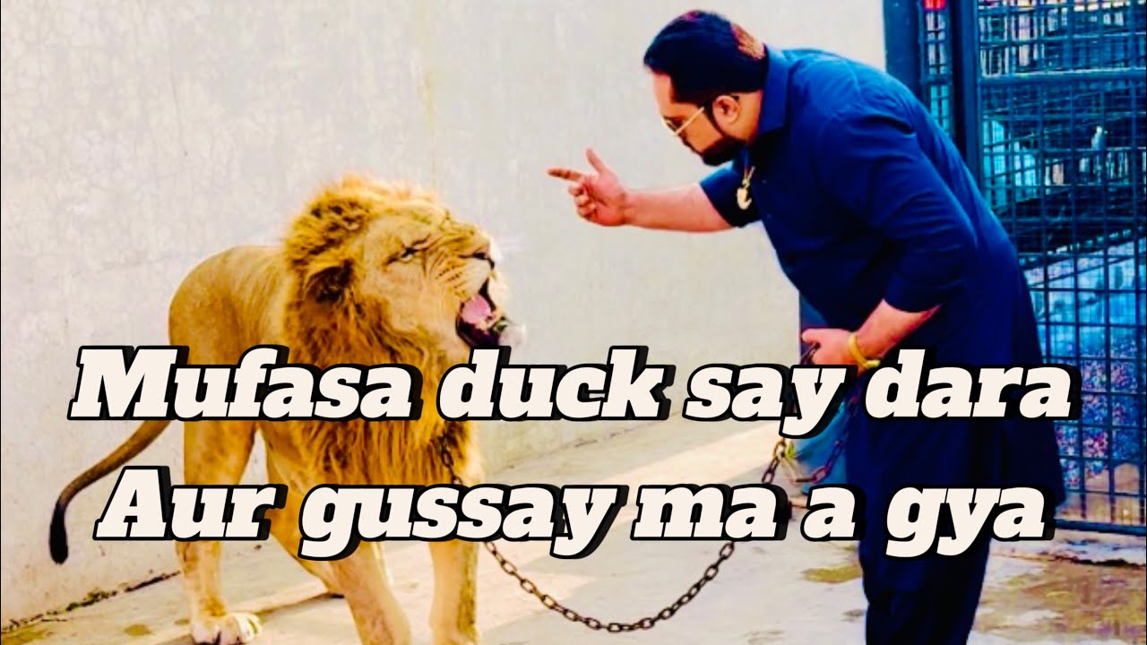 Mufasa duck say dar gya aur gussa maray oper karnay laga
