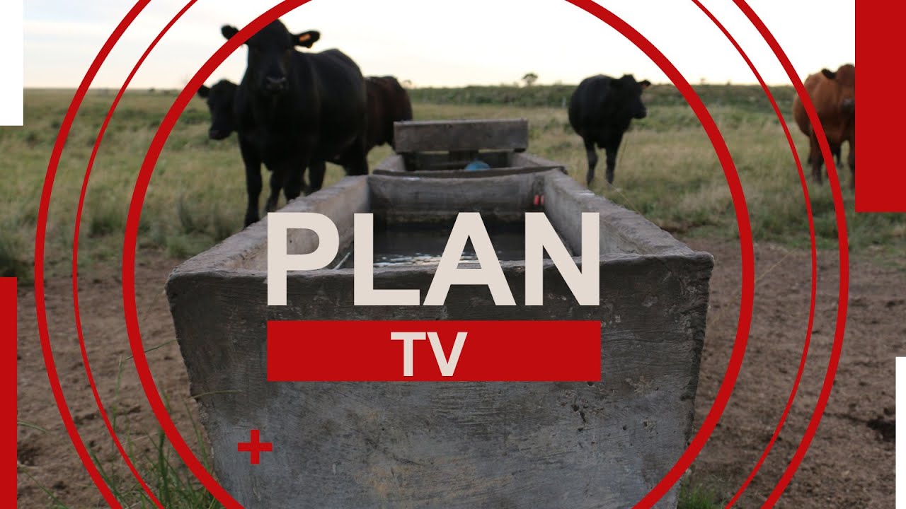 Programa del Plan del 26 de diciembre