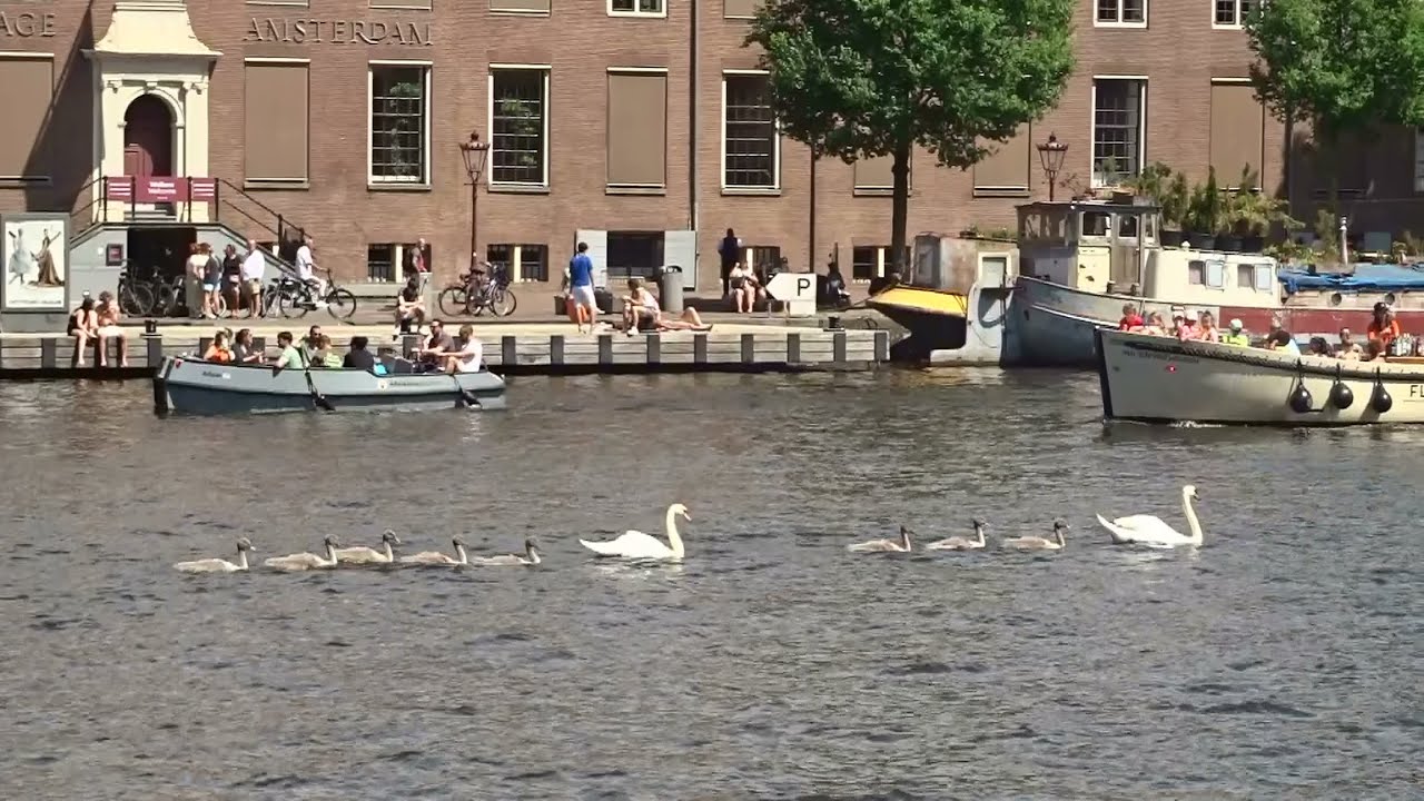 Acht jonge zwanen op de Amstel en op de Prinsengracht in Amsterdam