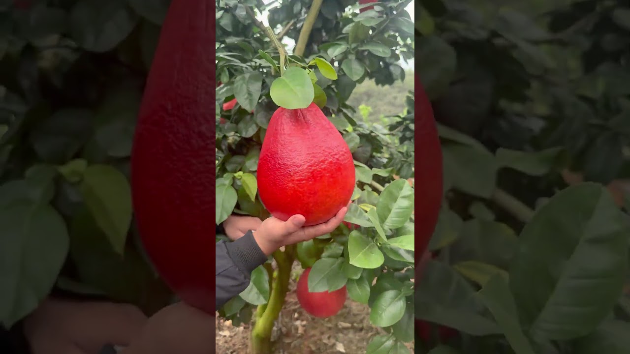 A Rare Fruit from Asia &ndash; The Red Pomelo Up Close