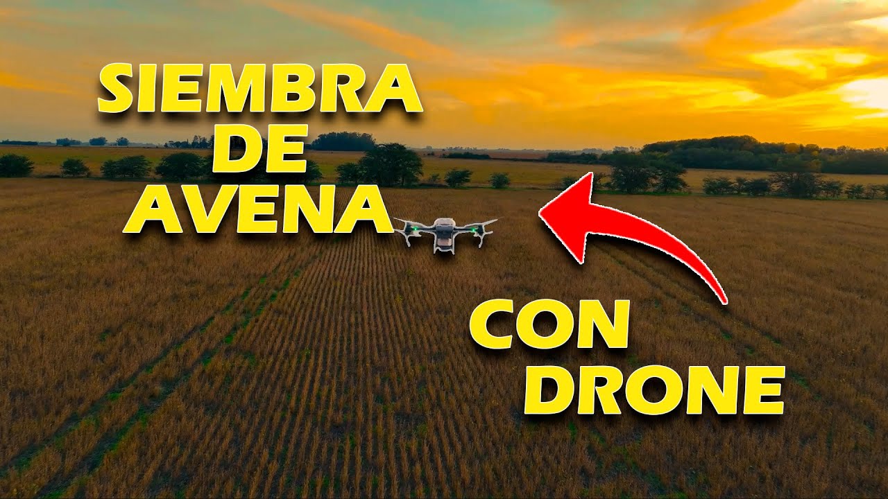 SEMBRANDO AVENA con DRONE
