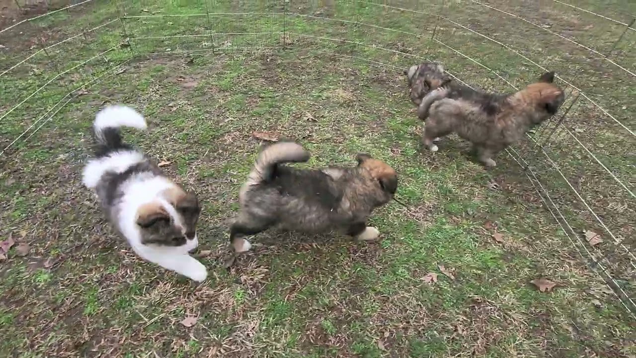 Willow x Ramos litter
