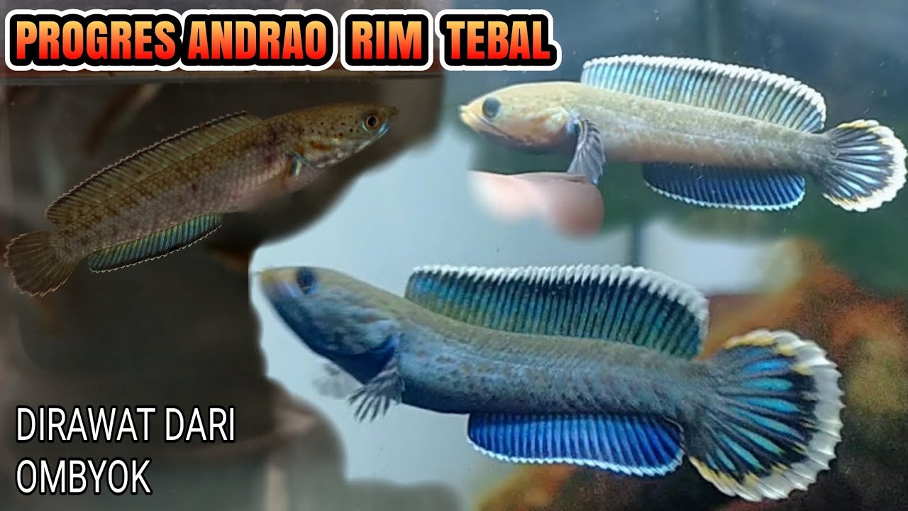 channa andrao gondrong rim tebal ful progres