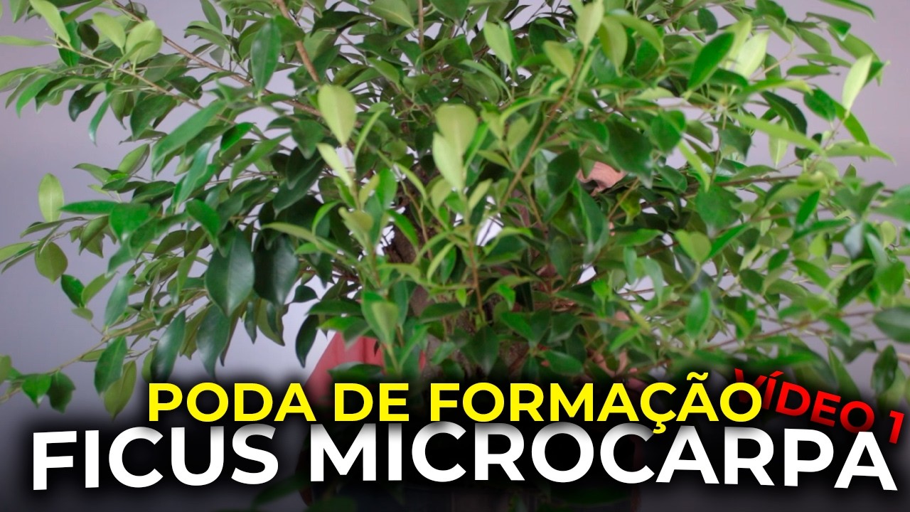 PODA DE FORMAÇÃO EM BONSAI DE FIGUEIRA | Ficus Microcarpa 6 | Vídeo 2