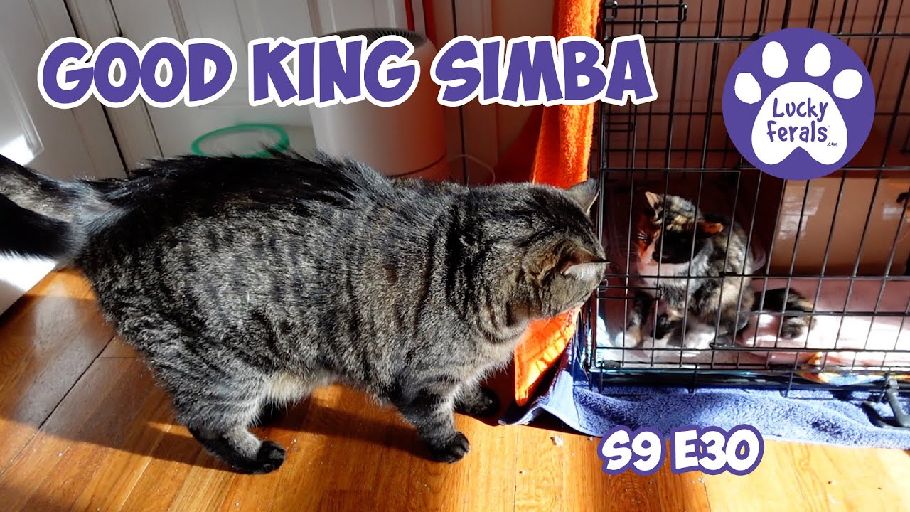 Rescue Kitten Days 29 30, Good King Simba, Limping Cat, Cat Food Warning - Lucky Ferals Vlog S9 E30