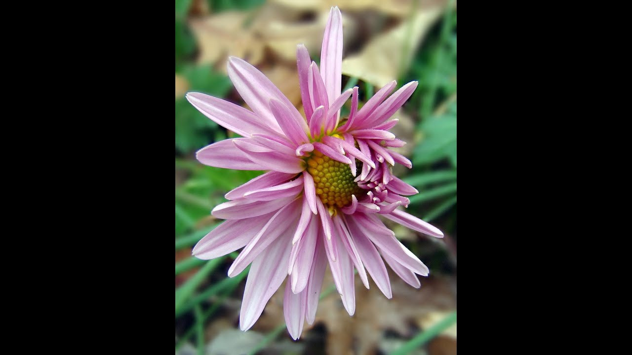 Believe in Jesus Because of His Great Works! ~ Good News in the Garden✝️🛐 *603