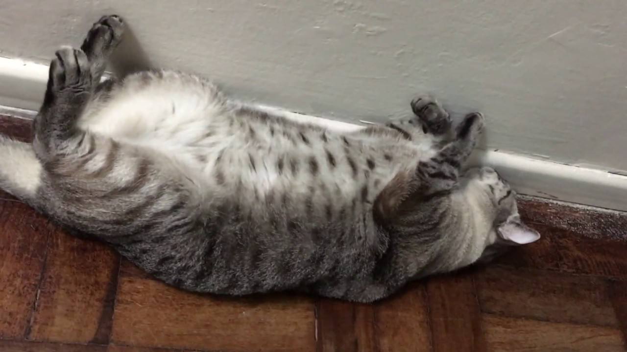 Jorge the lazy and angry cat (quarantine diary day 8)