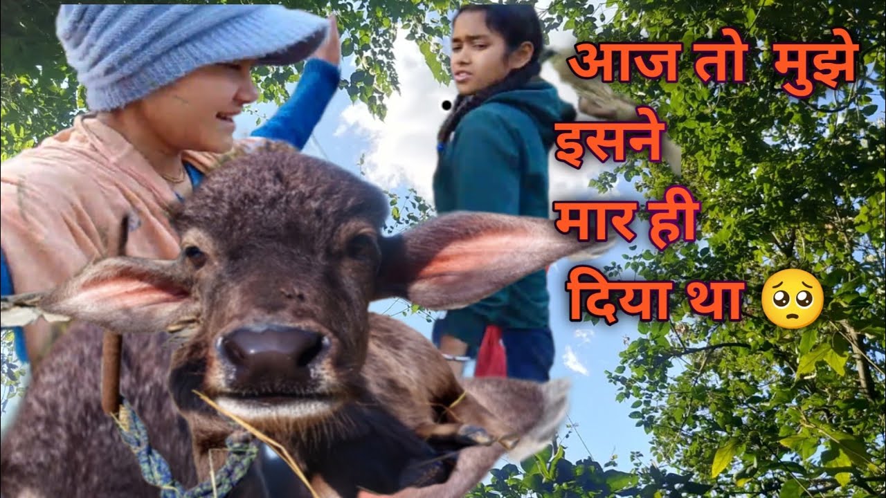 आज तो कंडाली ( बिच्छू घास) लग गई पूरे शरीर में ।।हालत खराब हो गई 🥺