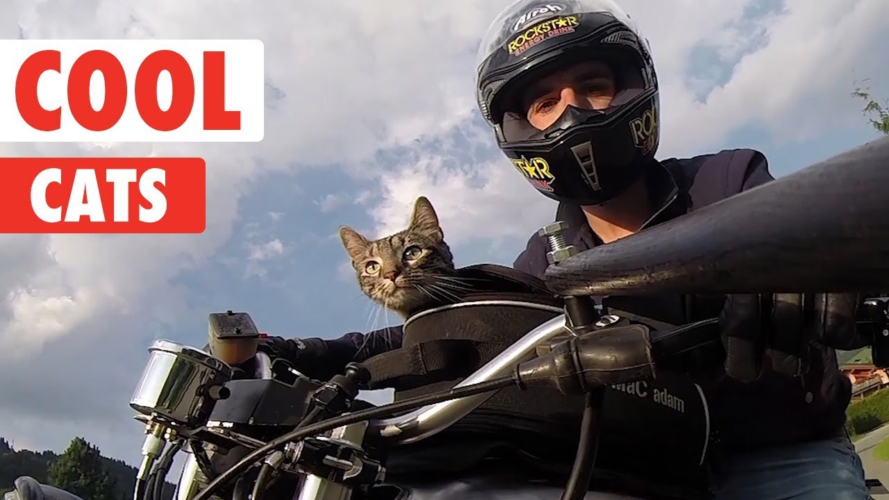 Cool Cats Compilation
