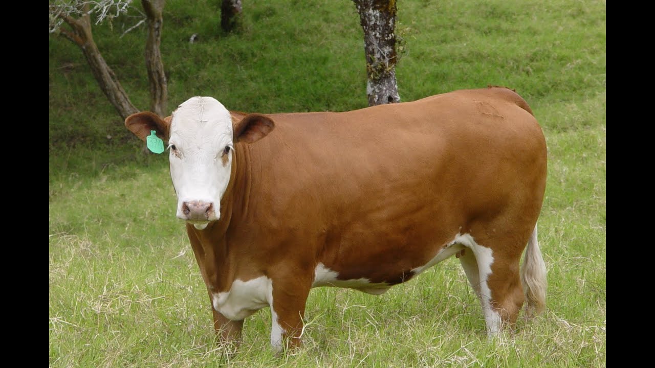 Explotación de la Raza Simmental en una finca Ganadera - TvAgro por Juan Gonzalo Angel