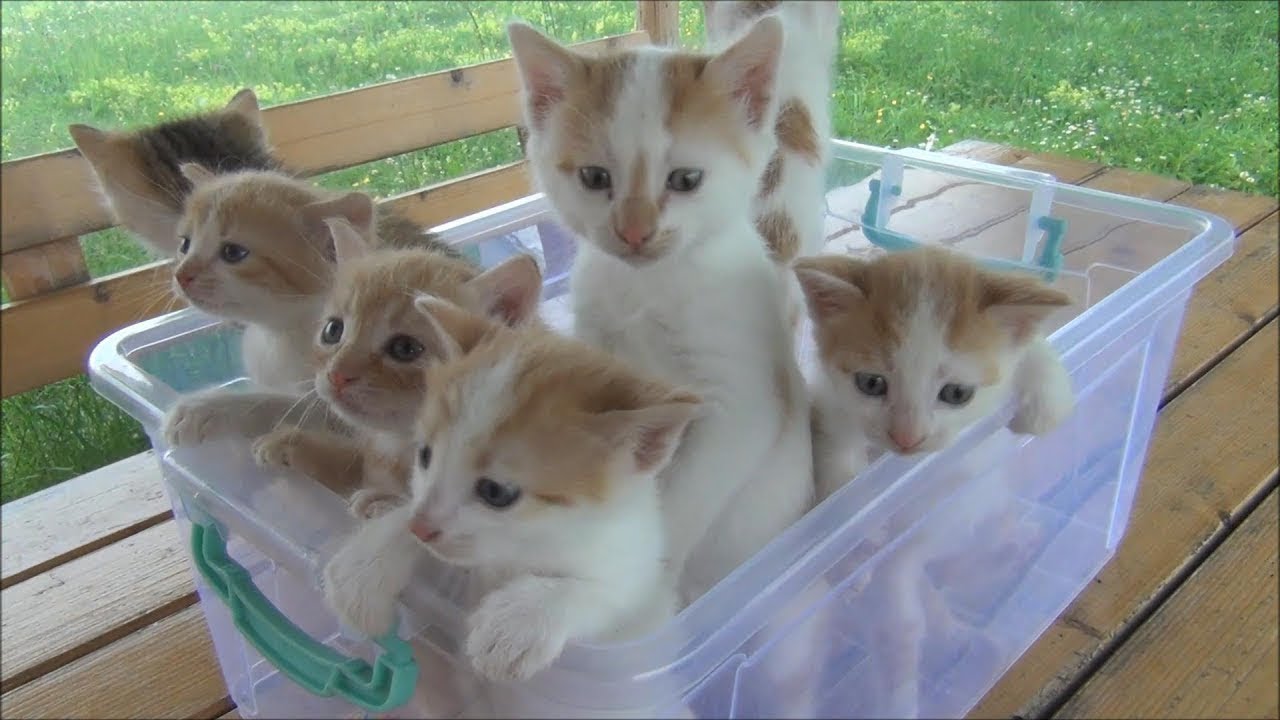 so cute kittens meowing in box (2018)