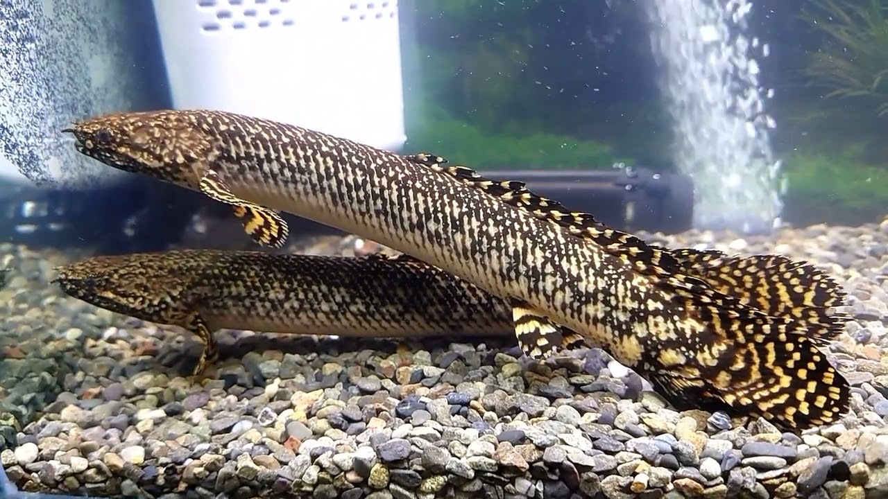 古代魚「ポリプテルスオルナティピンニス」飼い込んでみました。
