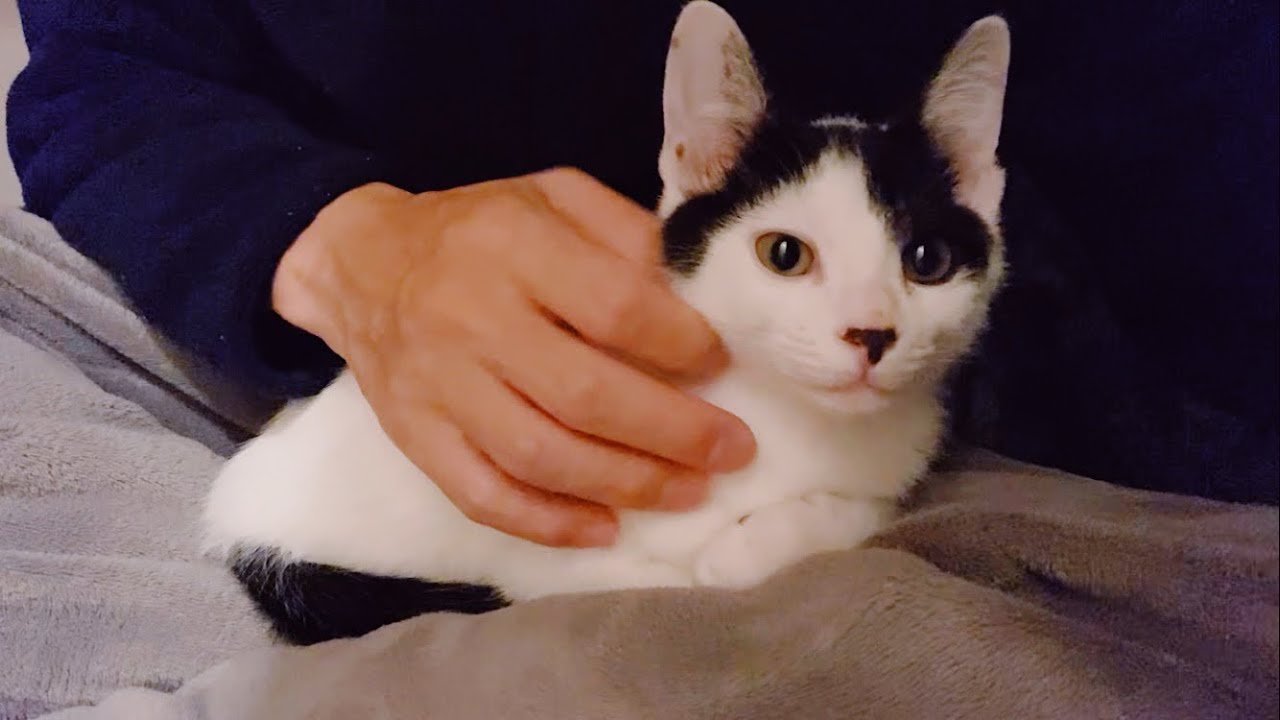 とにかく甘えん坊なきんた