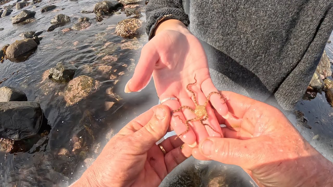 How I Make a Living as a Marine Biologist – Collecting Sea Life for Aquariums