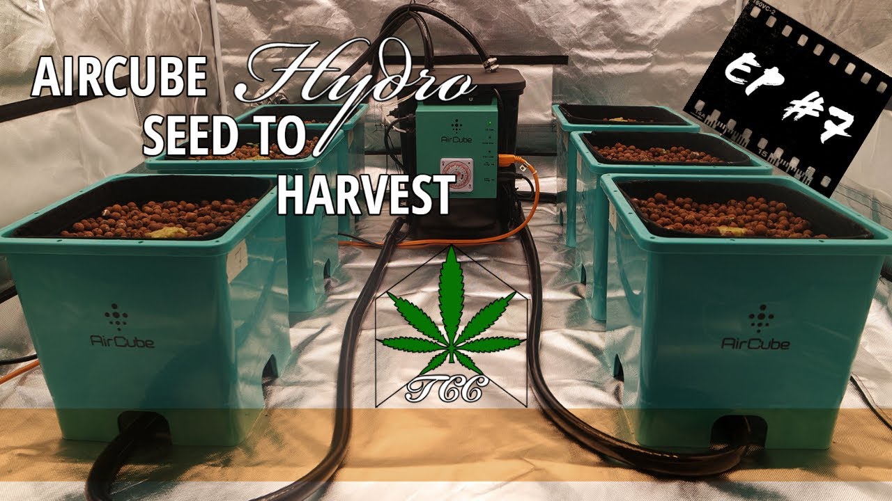 AirCube Hydroponic Seed to Harvest Weekly Grow Log #7 | Dialing in the Brain Controller...