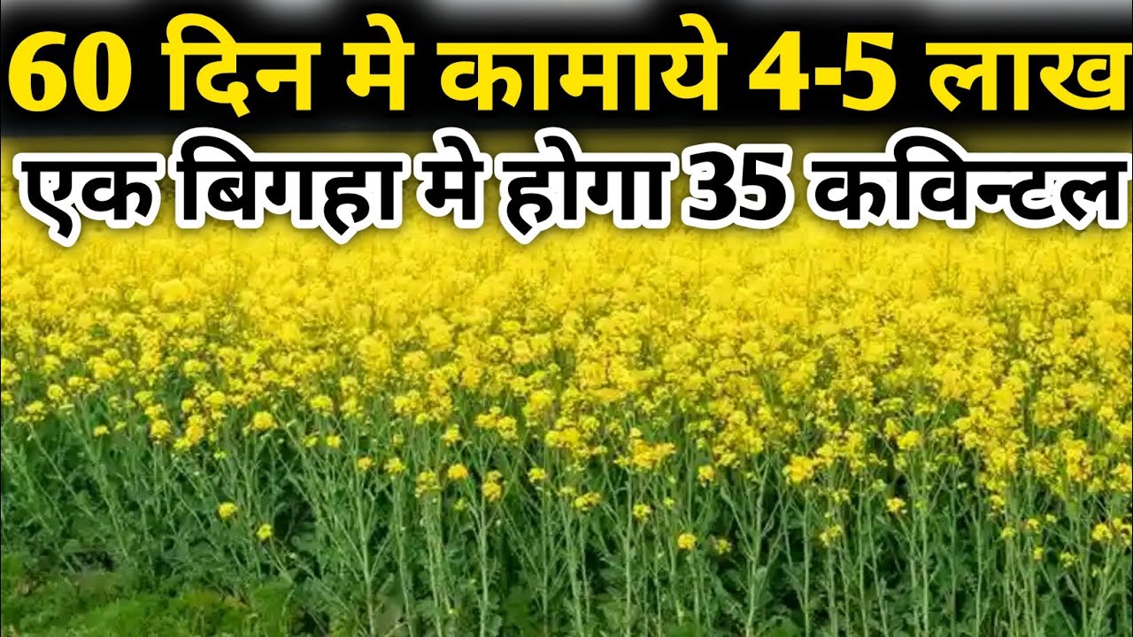सरसो की खेती कर के मात्र 2 महीने मे 5 लाख की कमाई | sarso ki kheti ki pure jankari #video #farming 