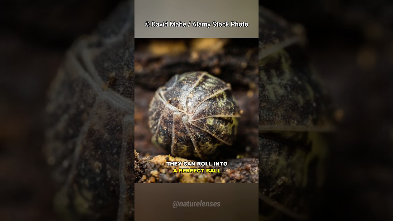 Roly Poly | The Pill Bug