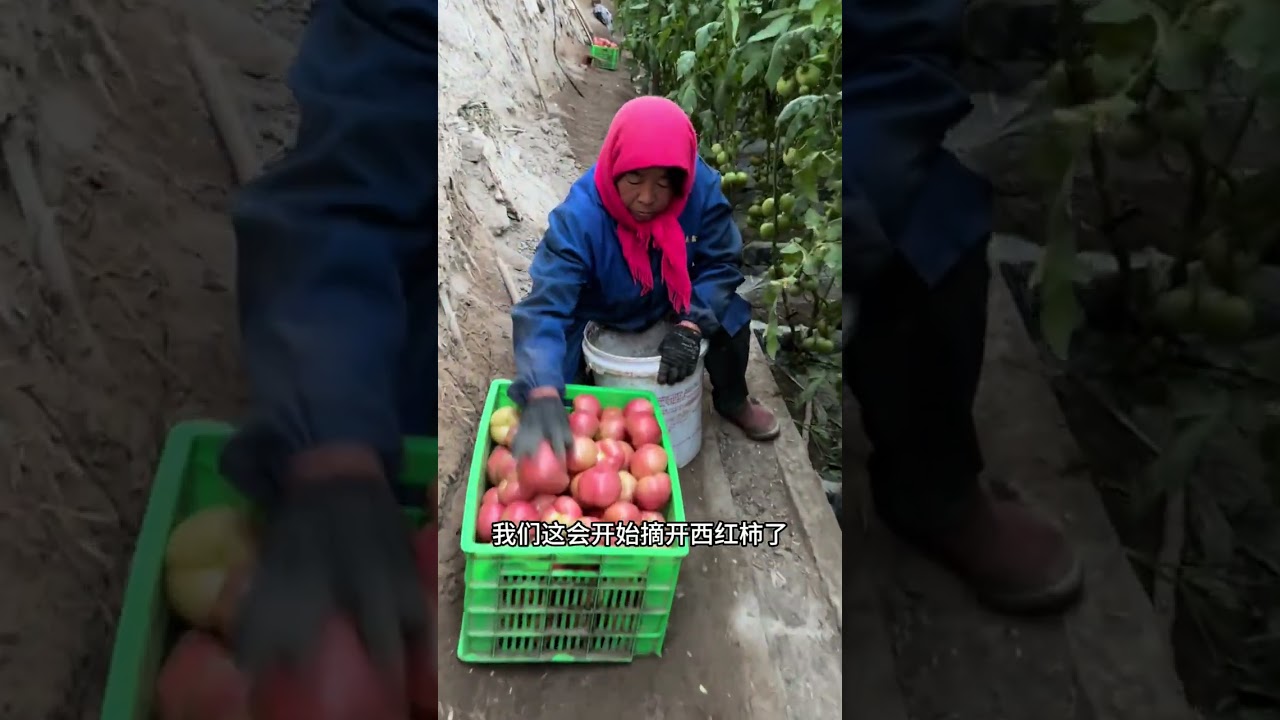 “蒸包子喽～” 白白胖胖的包子在笼里慢慢鼓胀，等揭盖那刻，香味直往鼻尖钻，甜菜包子，也是刻在记忆里的家乡味，这就是最踏实的烟火气！#甜菜包子 #蒸包子 #家乡的味道 #记录我的农村生活