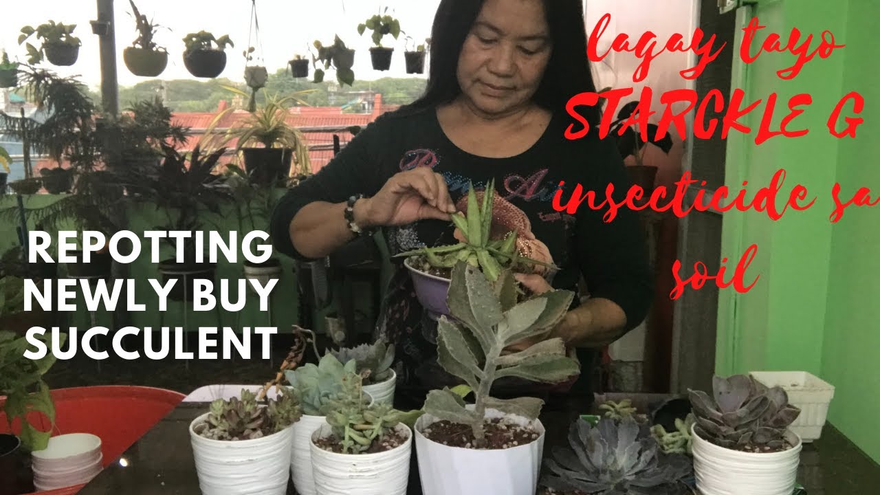 Succulent repotting and Starckle G insecticide application @Passion at60