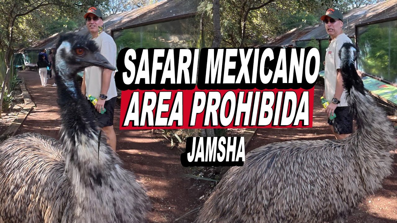 Boricua En Safari Mexicano Entra A Area Prohibida - Jamsha Tour 🇲🇽