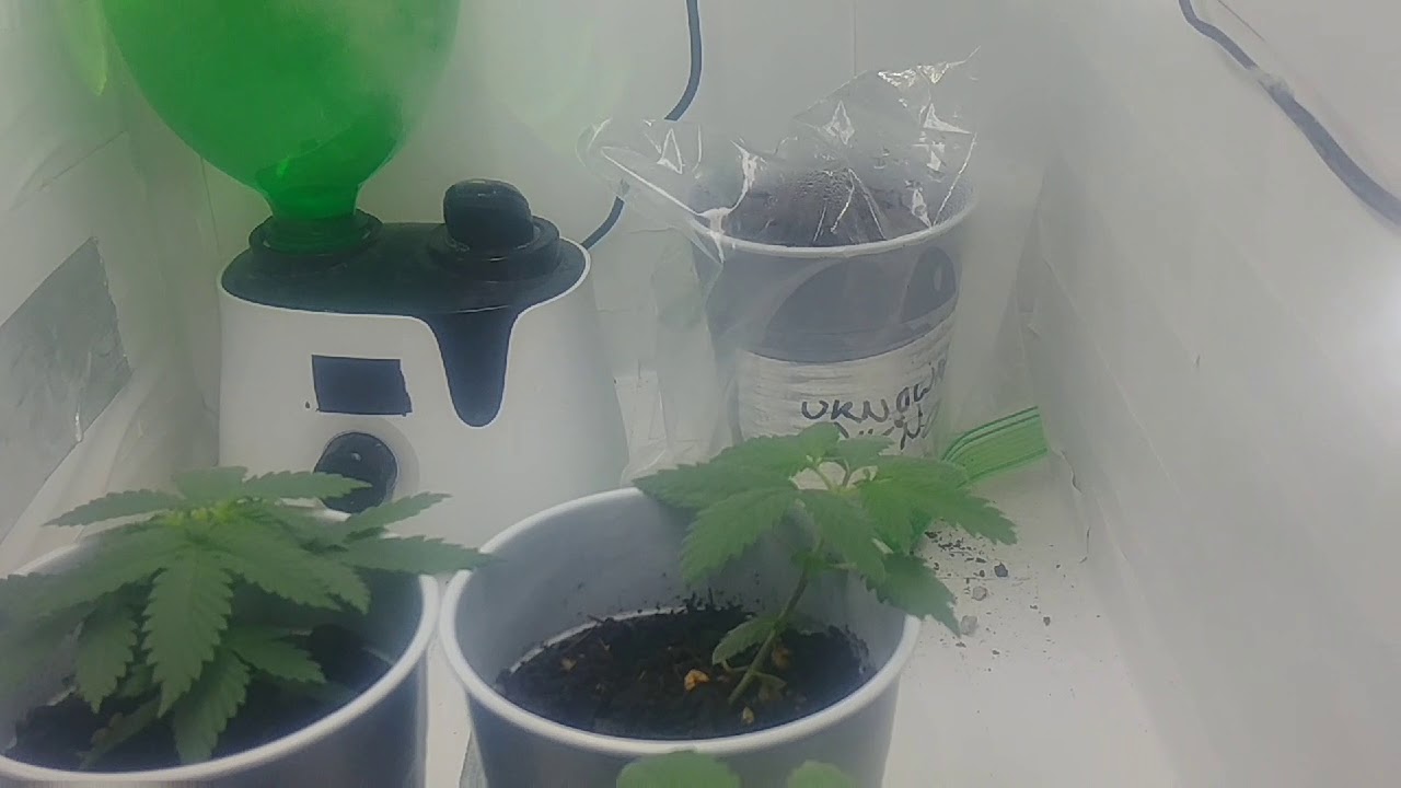 Diy Seedling Box update Day 25: LST and Topping