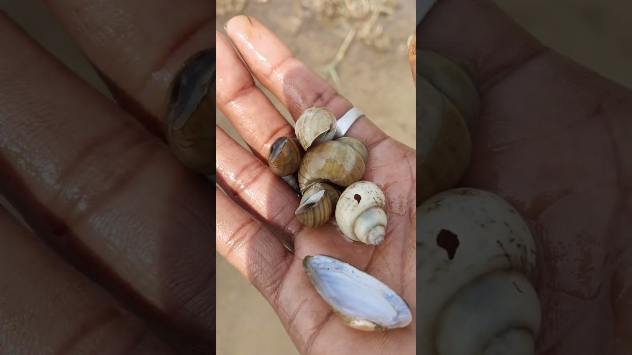 જય શ્રી સિકોતર માં
