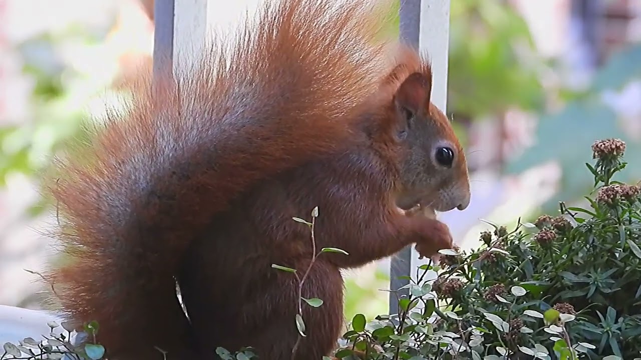 Tagträume🐿️ Buntes Treiben