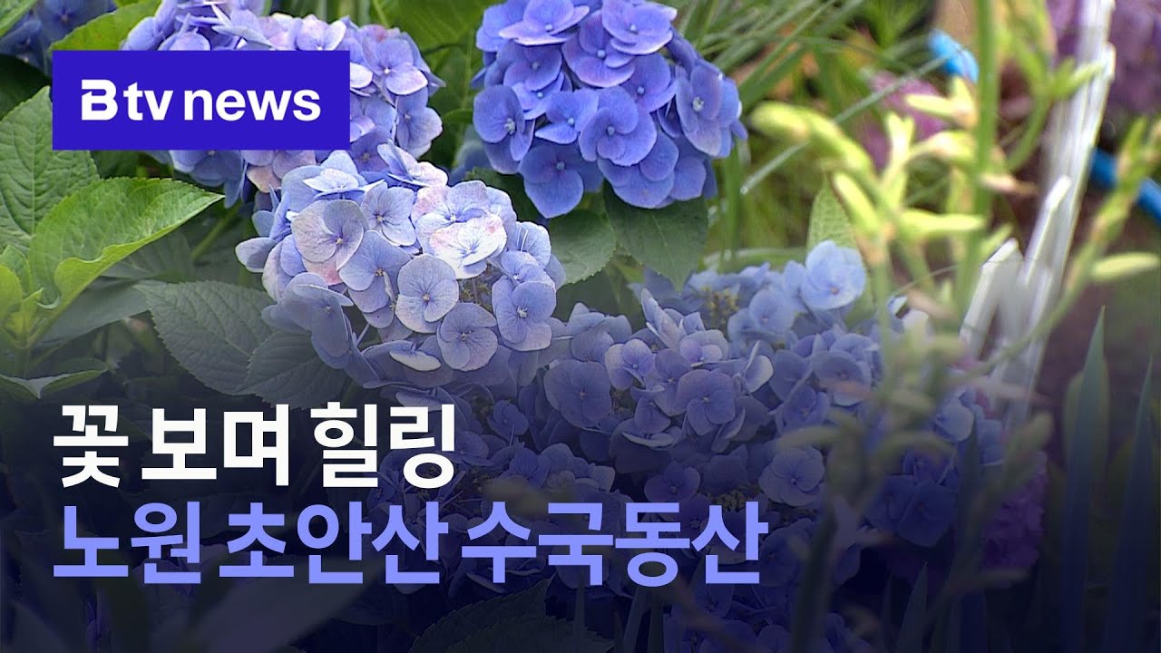 꽃 보며 힐링…노원 초안산 수국동산