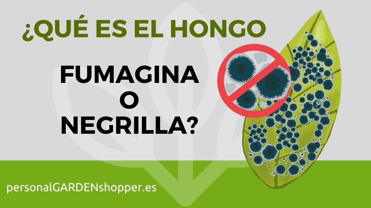 QUÉ ES EL HONGO FUMAGINA O NEGRILLA