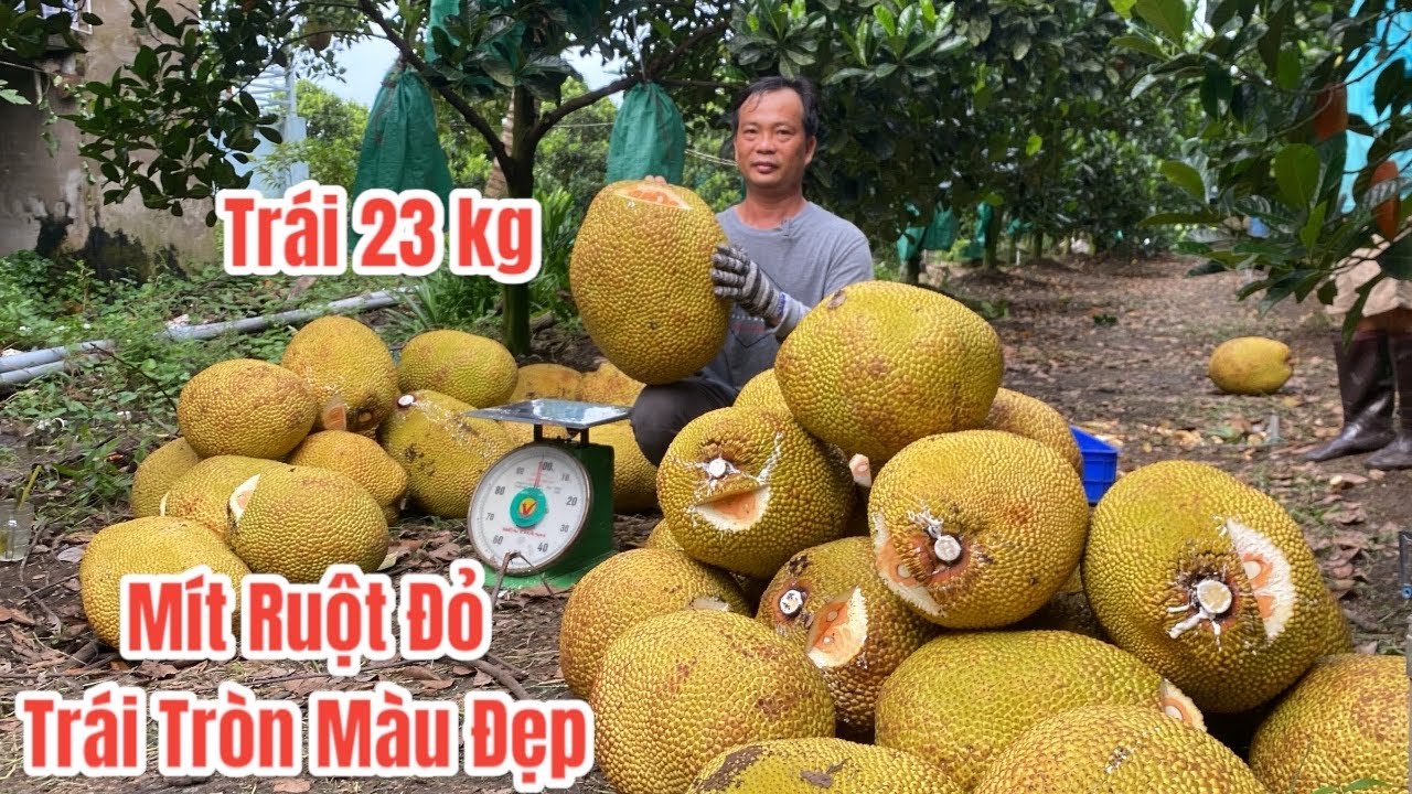 Cắt Mít Ruột Đỏ.! Mình đã thành công rồi anh chị em ơi thu hoạch toàn mít Khủng