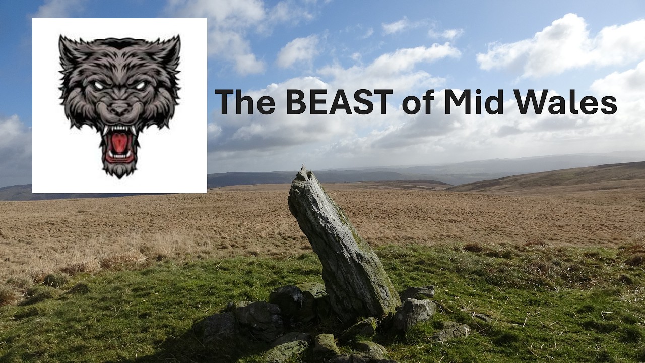 The 'Beast' of Mid Wales!