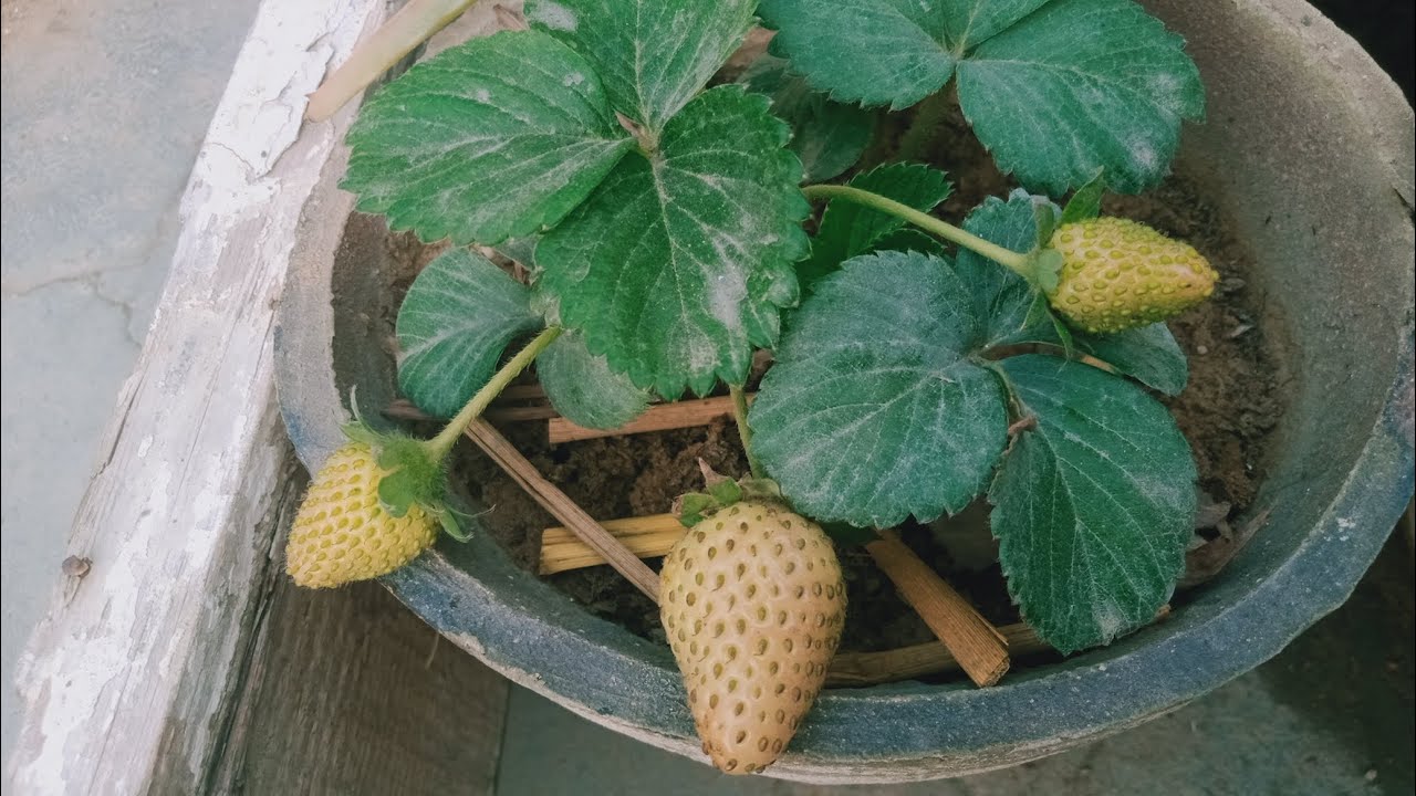 MY mini terrace gardan overview 😍||winter flowers, fruit & vegetables update 🍓||