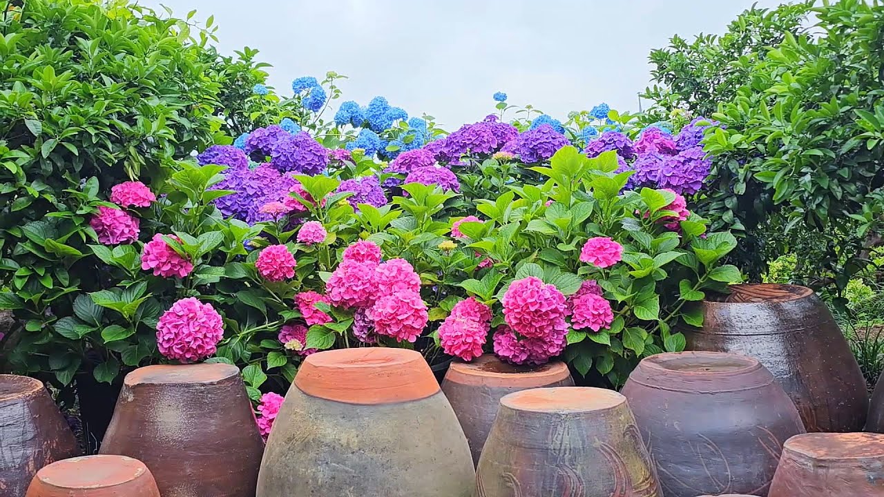 휴애리의 환상적인 수국잔치(Hueree Hydrangea Festival)~