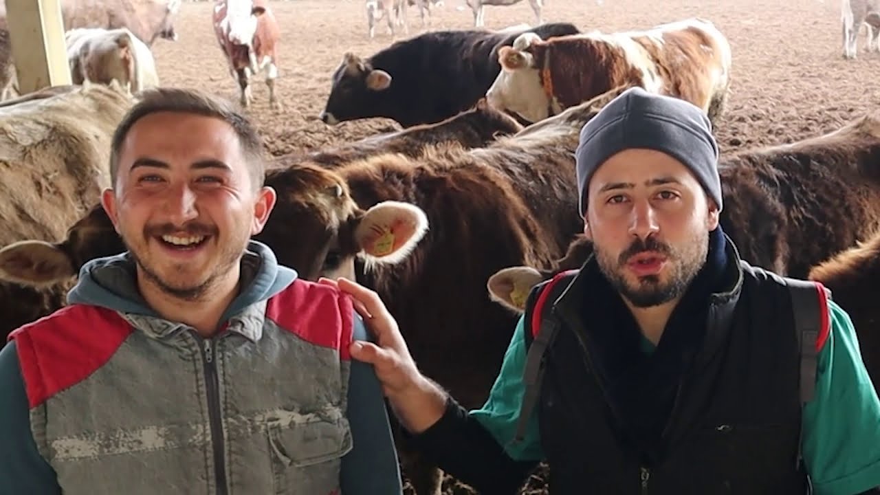 İNEKLERDE TOPALLIK ?( tedavisi ile birlikte)