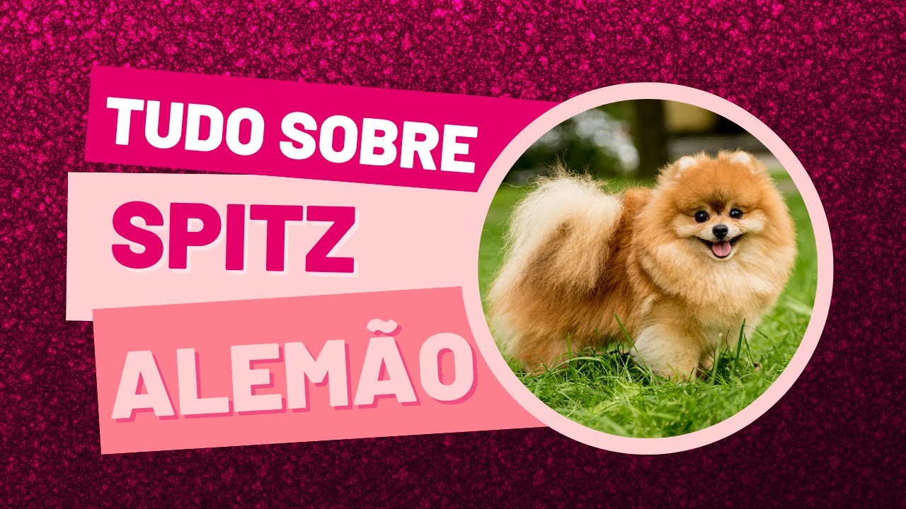 Tudo sobre Spitz Alem&atilde;o #Pomeranian #Cachorro