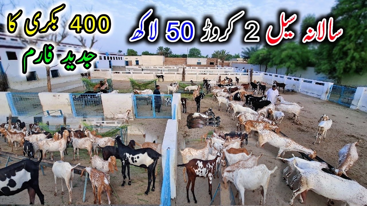 Pakistan's Most Biggest Goat Farm Of 400 Goats In Layyah City - ABDULLAH GOAT FARM