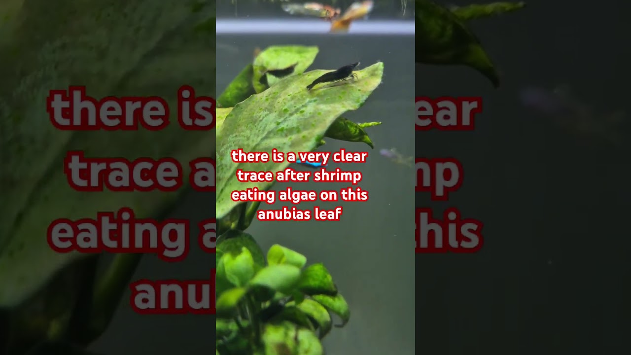 best solution for brown algae