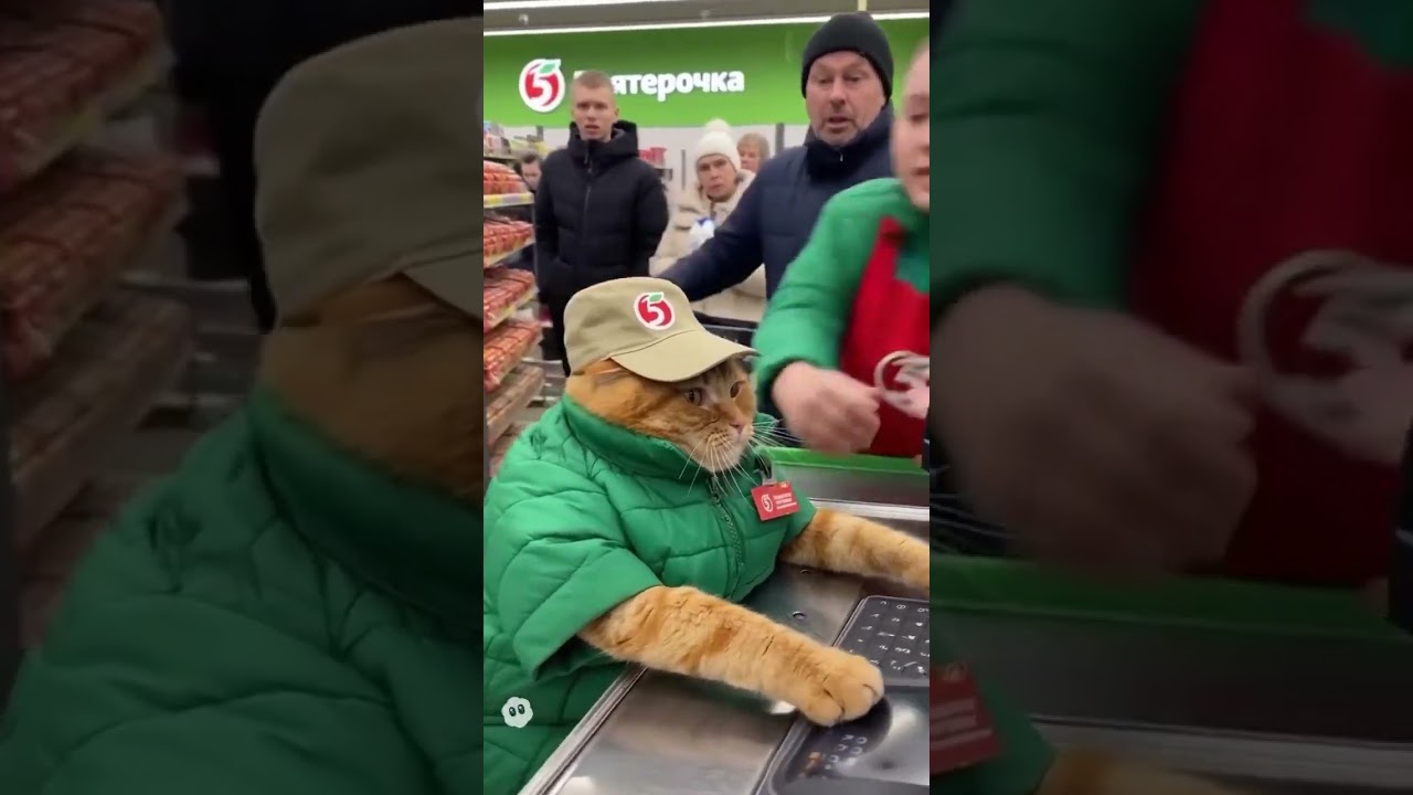 Забежали за хлебом, а на кассе &mdash; кот  В Пятёрочке кто то поднял всем настроение  пушистый &laquo;касси