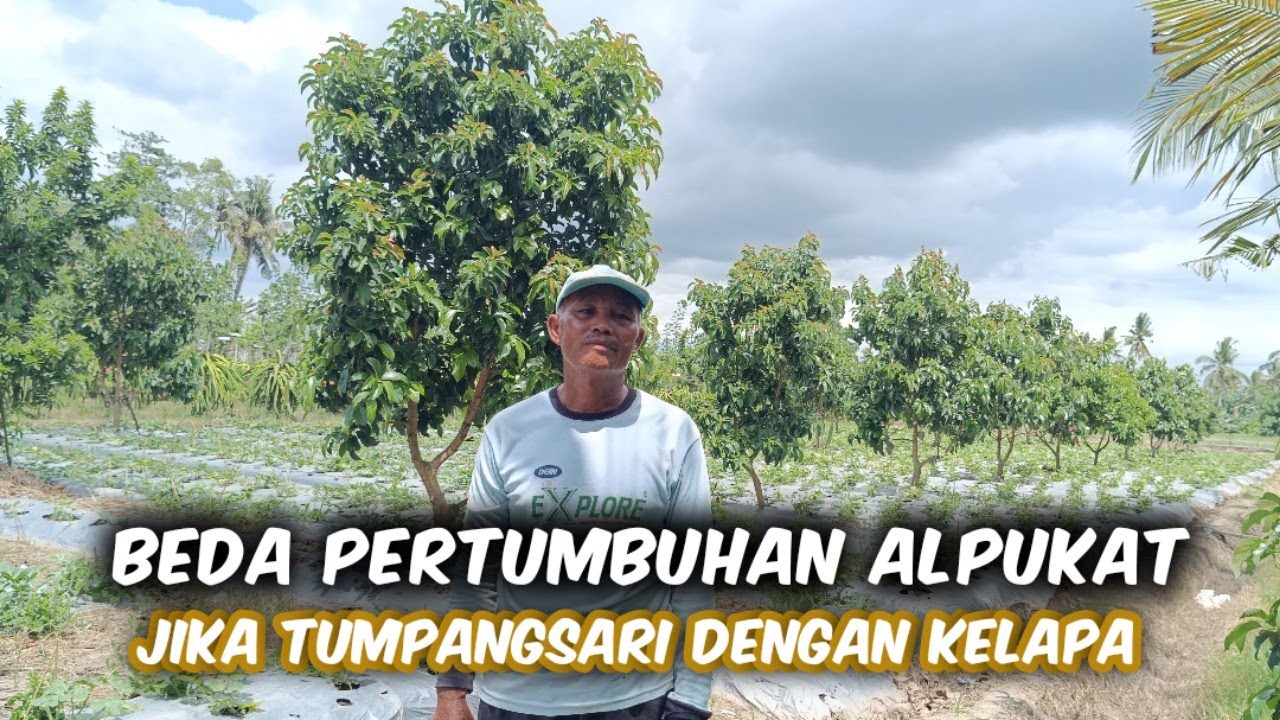 Pertumbuhan Alpukat Dengan Tumpangsari Kelapa Genjah Entog, Begini Hasilnya‼️