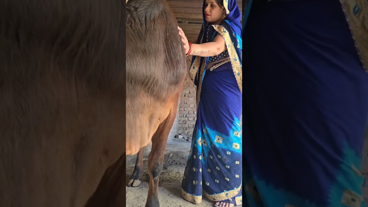 #cowmilking #cattlefarming #purevillage #carebuffalo #buffalo #animals